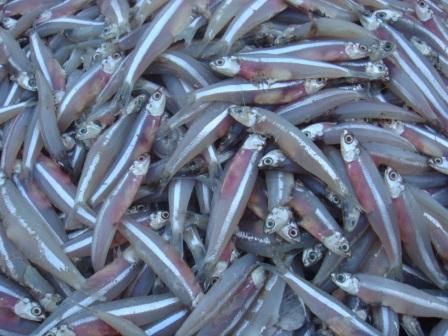 TERI BASAH (harga per kg)