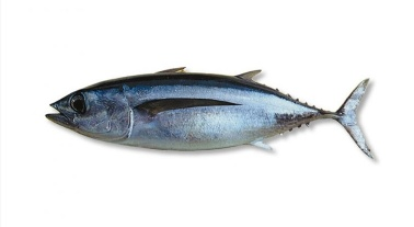 IKAN TONGKOL (harga per kg)